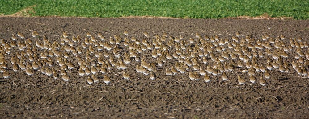 Goudplevieren langs Groningse kust