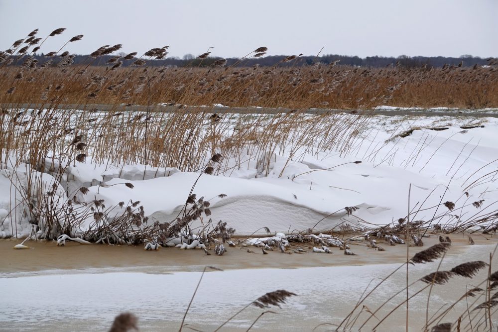 Gouw in de winter (Onlanden)