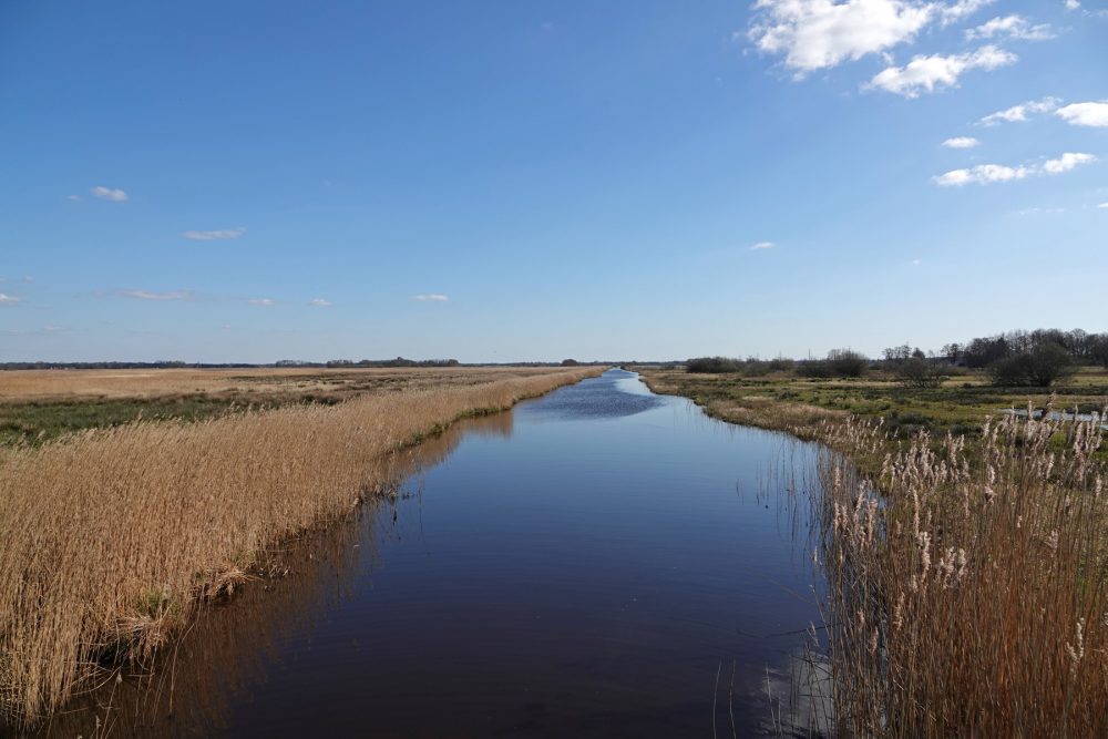 Gouw in voorjaar (Onlanden)