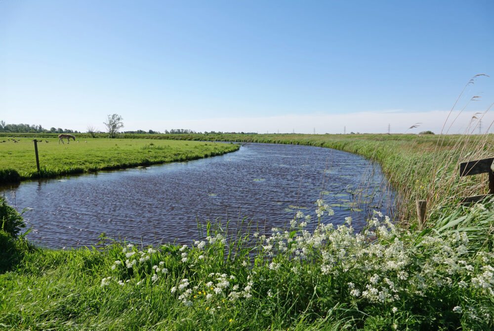 Gouwe (Langmameer)