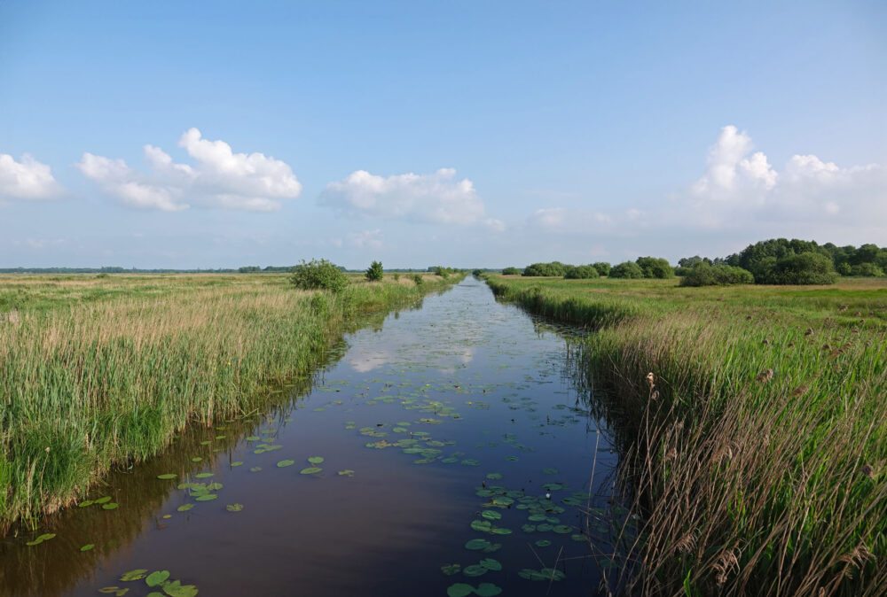 Gouwe (Weeringsbroeken)