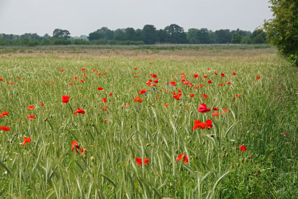 Graanakker op Stenhorsten (Onlanden)