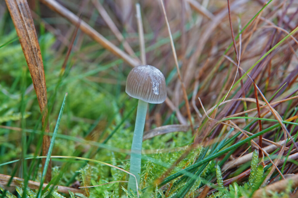 Graskleefsteelmycena