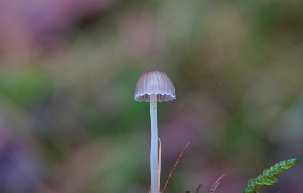 Graskleefsteelmycena sl incl Dennenkleefsteelmycena
