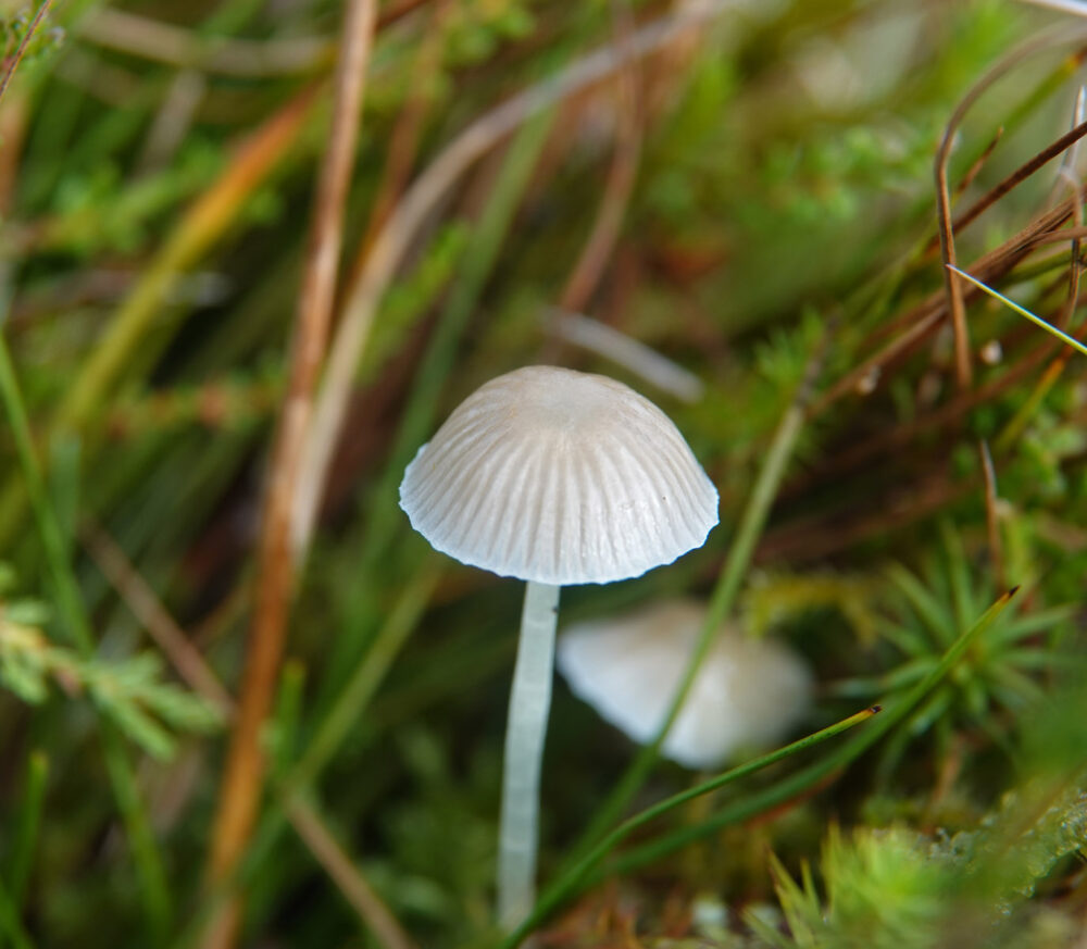 Graskleefsteelmycena