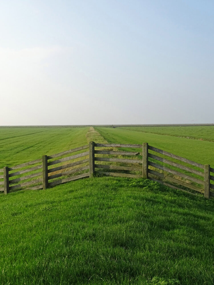 Graslanden Blije en Ferwert Bûtendyks