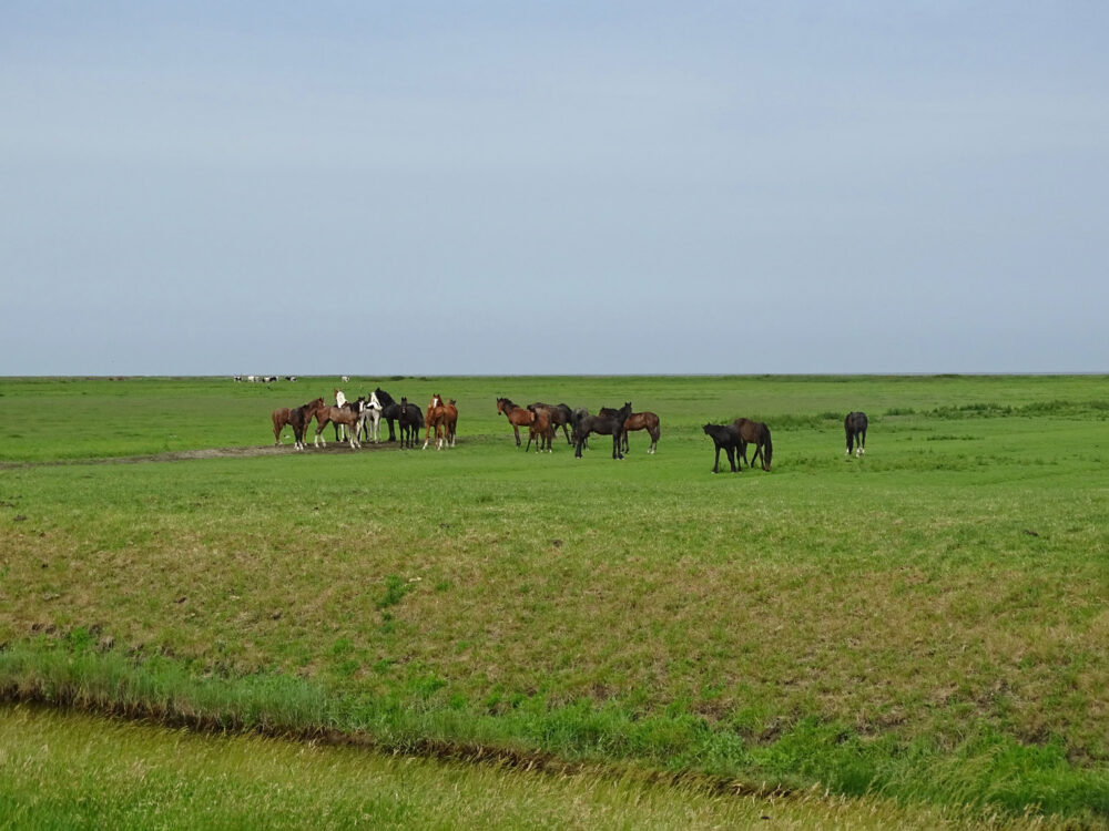 Graslanden Blije en Ferwert Bûtendyks