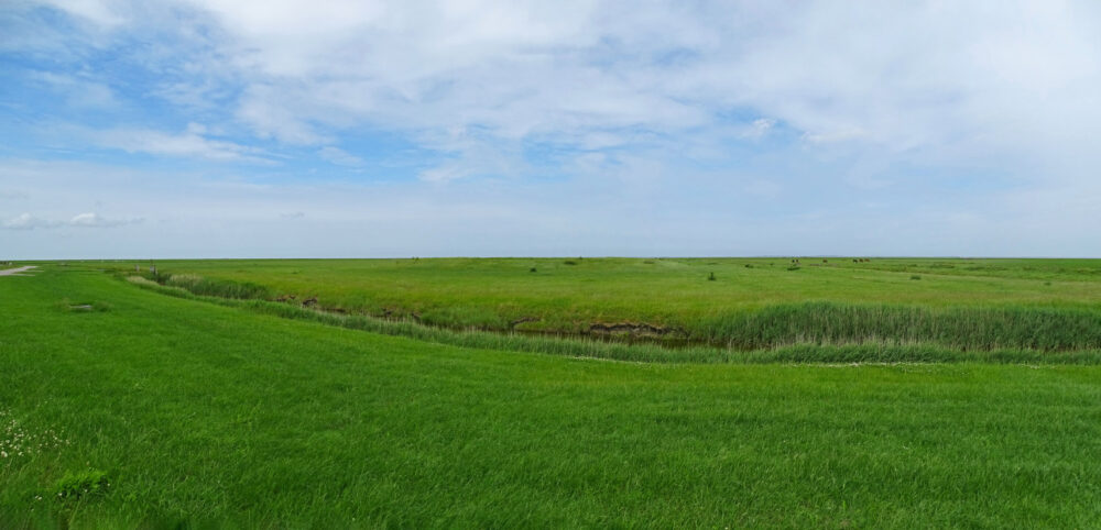 Graslanden Blije en Ferwert Bûtendyks