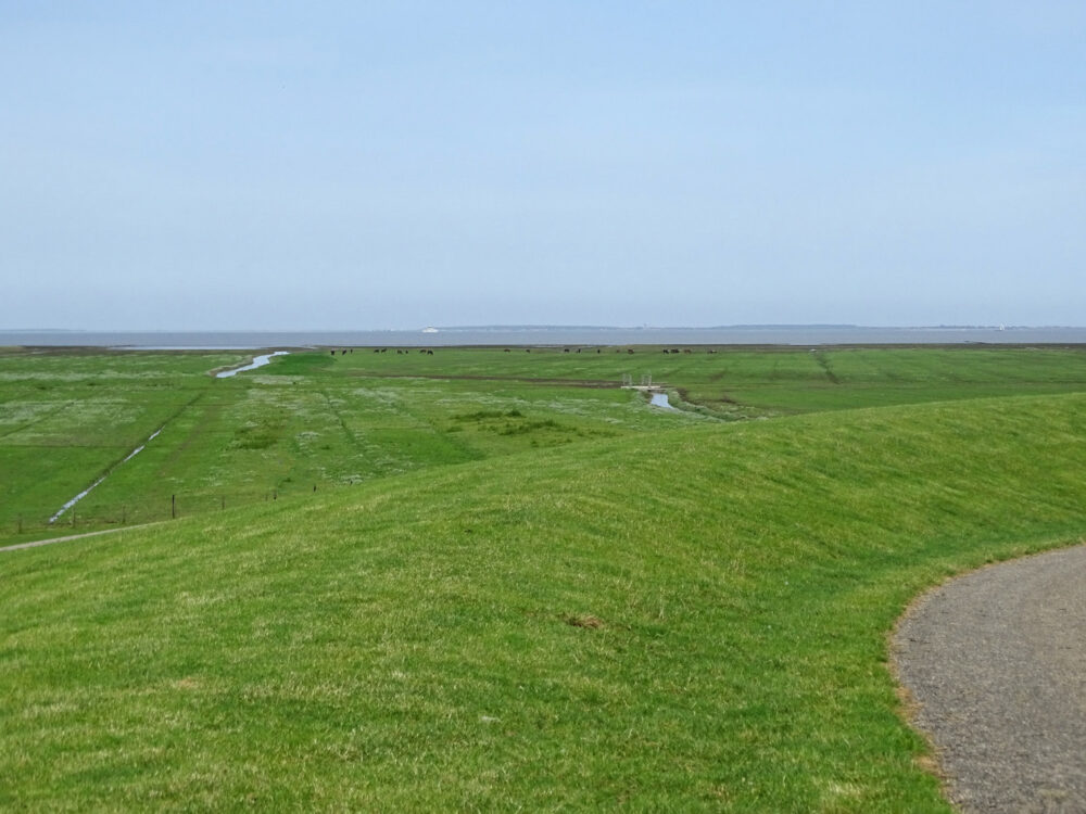 Graslanden Blije en Ferwert Bûtendyks