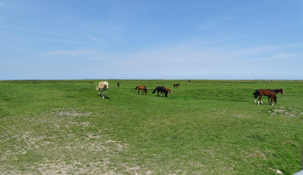 Graslanden Blije en Ferwert Bûtendyks