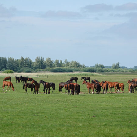 Graslanden bij Jaap Deensgat (Lauwersmeer)