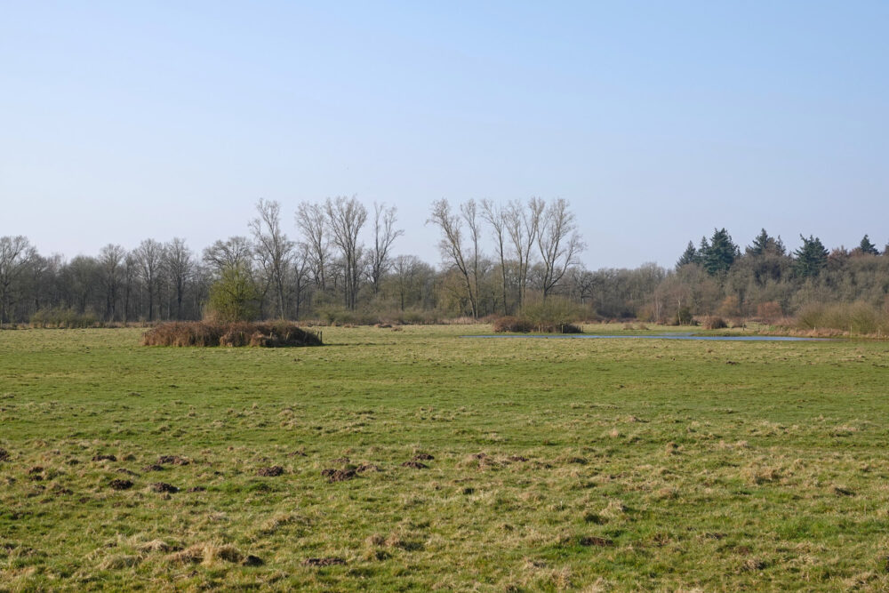 Graslanden in De Krang
