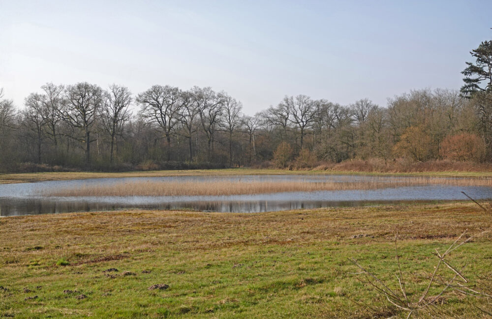 Graslanden in De Krang
