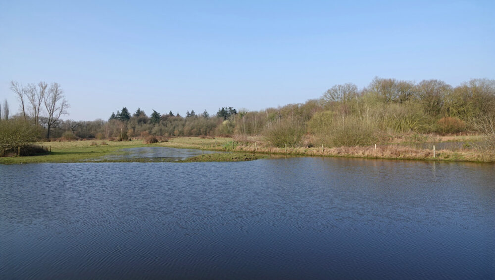 Graslanden in De Krang