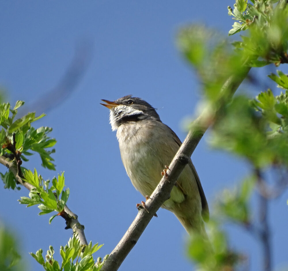 Grasmus