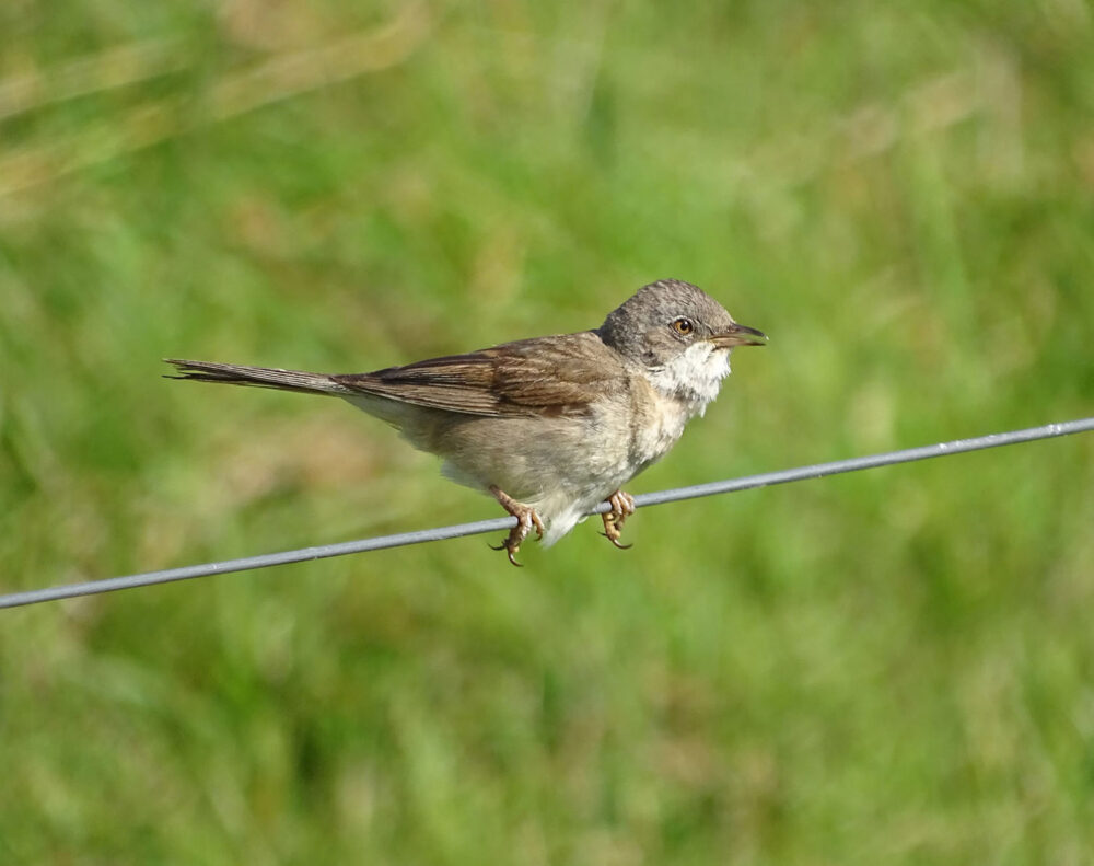 Grasmus
