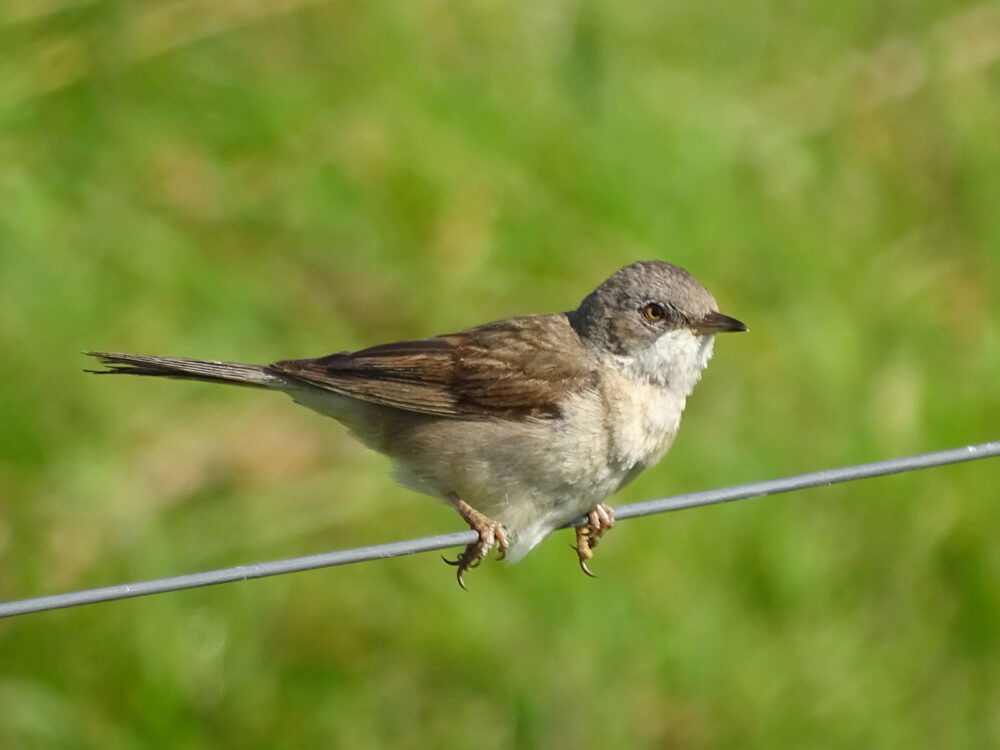 Grasmus