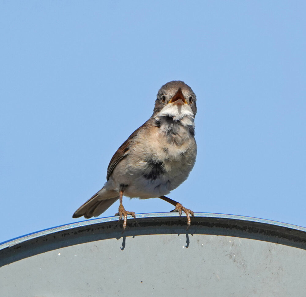 Grasmus (Onlanden)