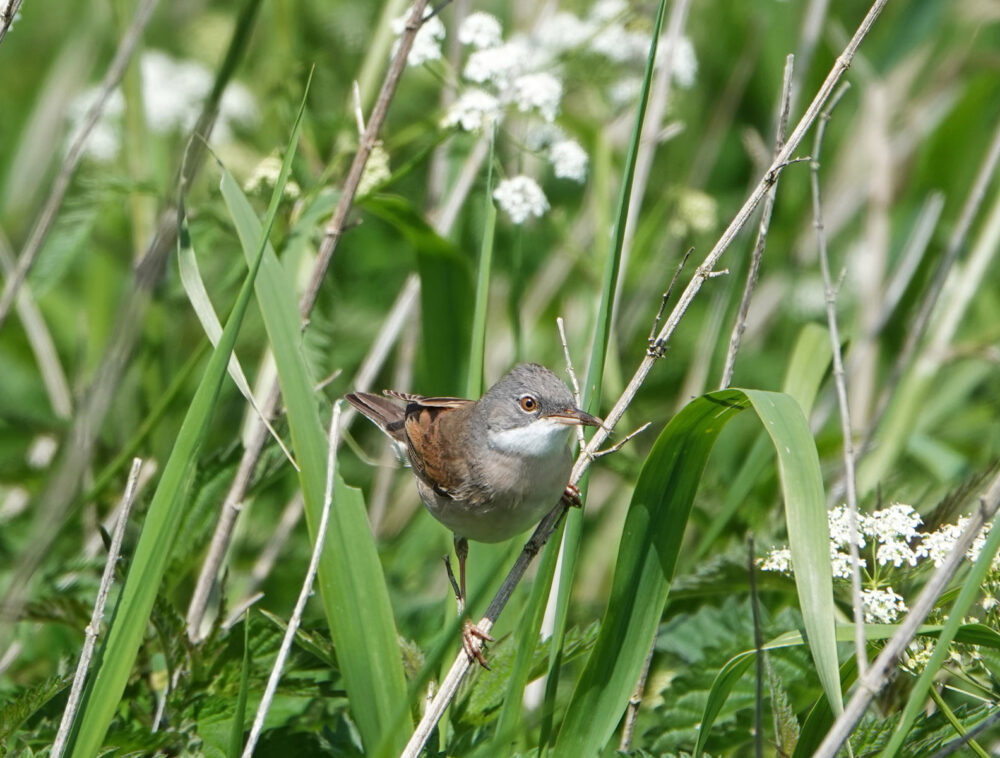 Grasmus in Matslootgebied (Onlanden)