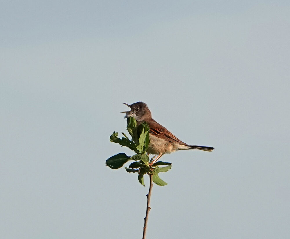 Grasmus in de Onlanden