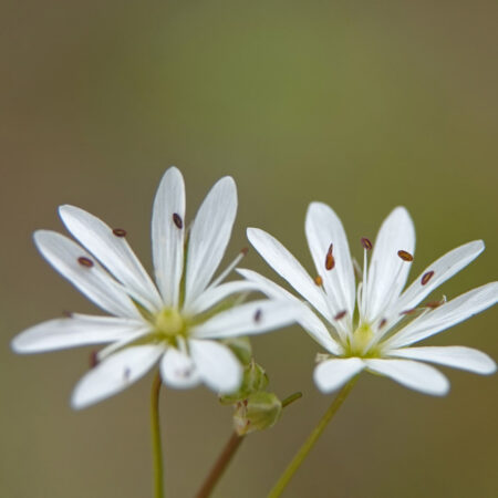 Grasmuur