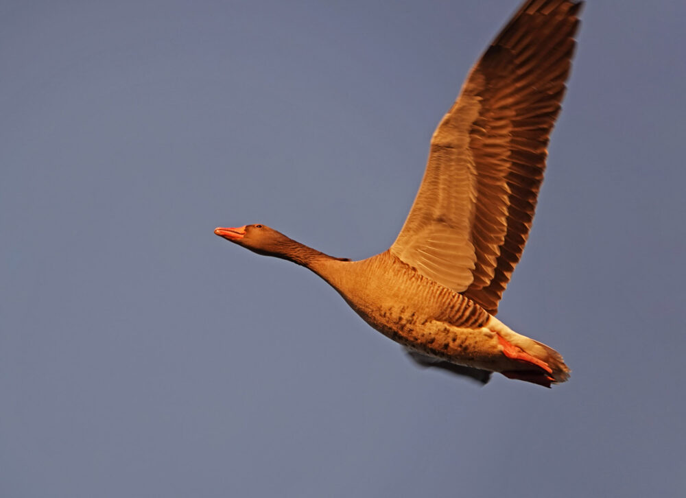 Grauwe gans