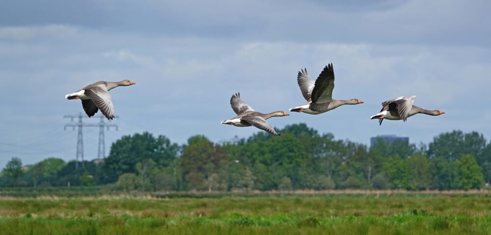 Grauwe ganzen in de lucht