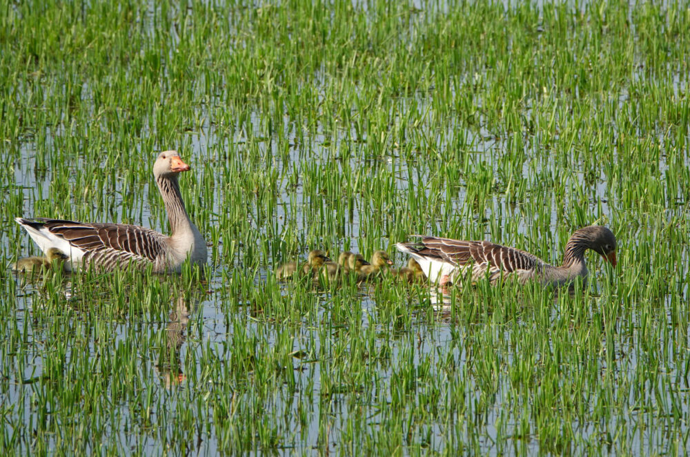 Grauwe ganzen met kuikens (Onnerpolder)