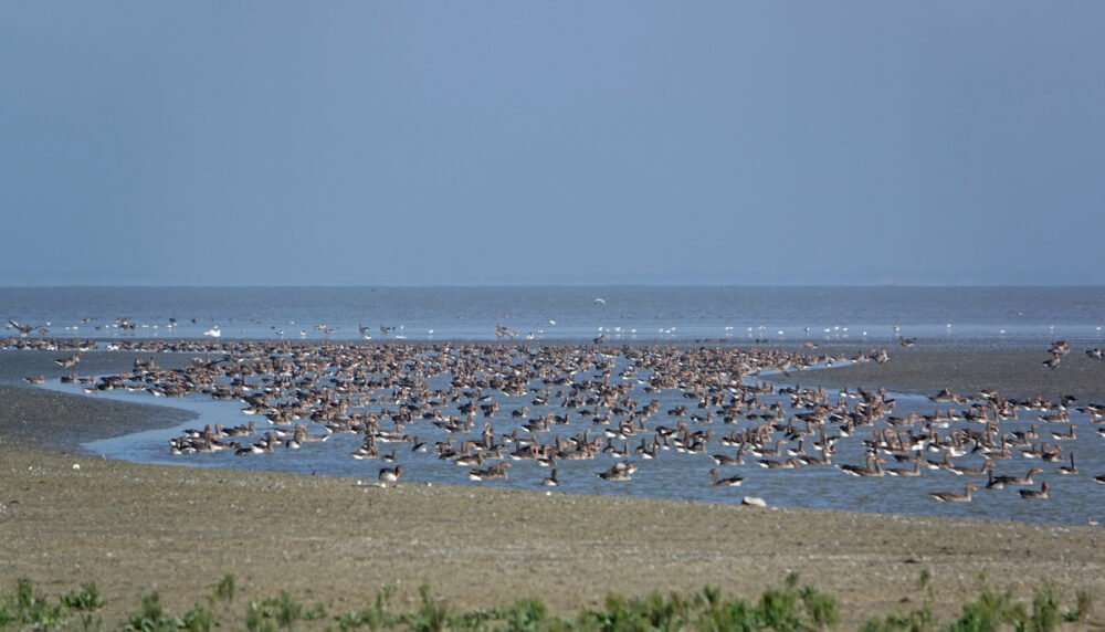 Grauwe ganzen te Noard-Fryslân Bûtendyks (Zwarte Haan)