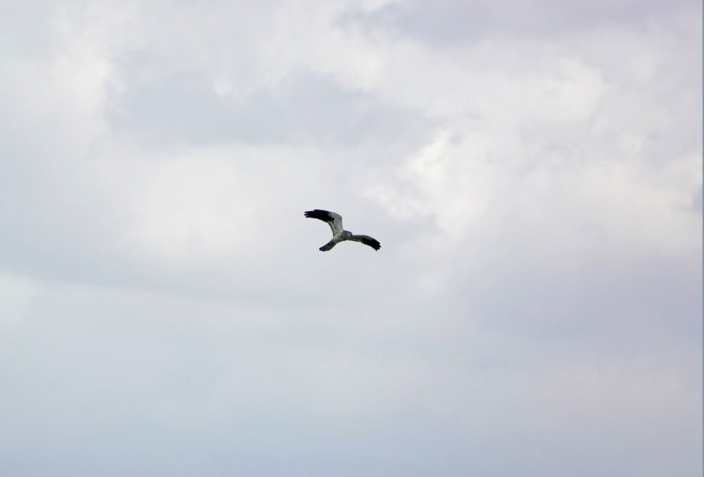 Grauwe kiekendief (man) boven Emmapolder