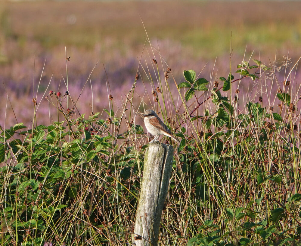 Grauwe klauwier (Dwingelderveld)