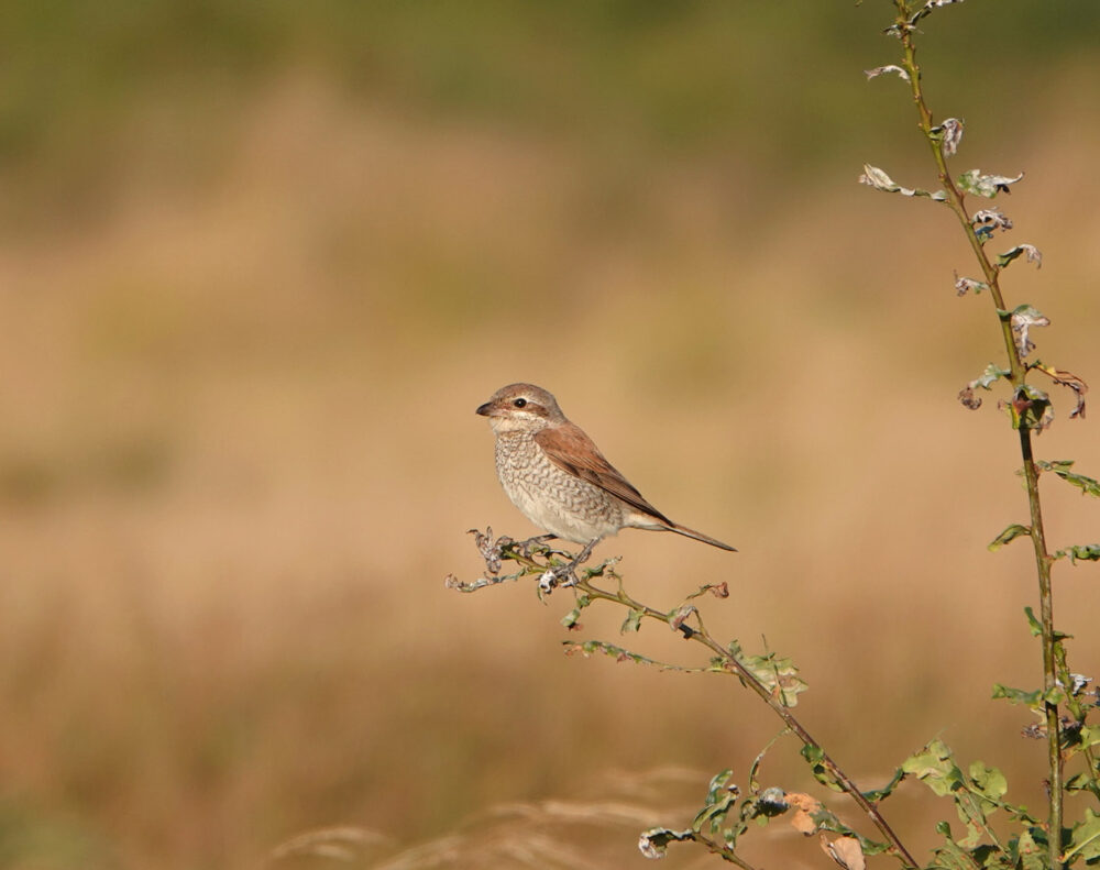 Grauwe klauwier (Dwingelderveld)