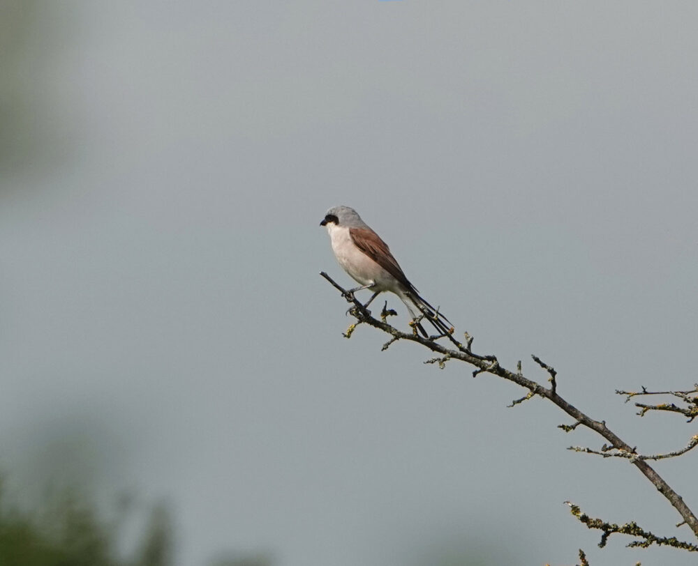 Grauwe klauwier (Gasterse Duinen)