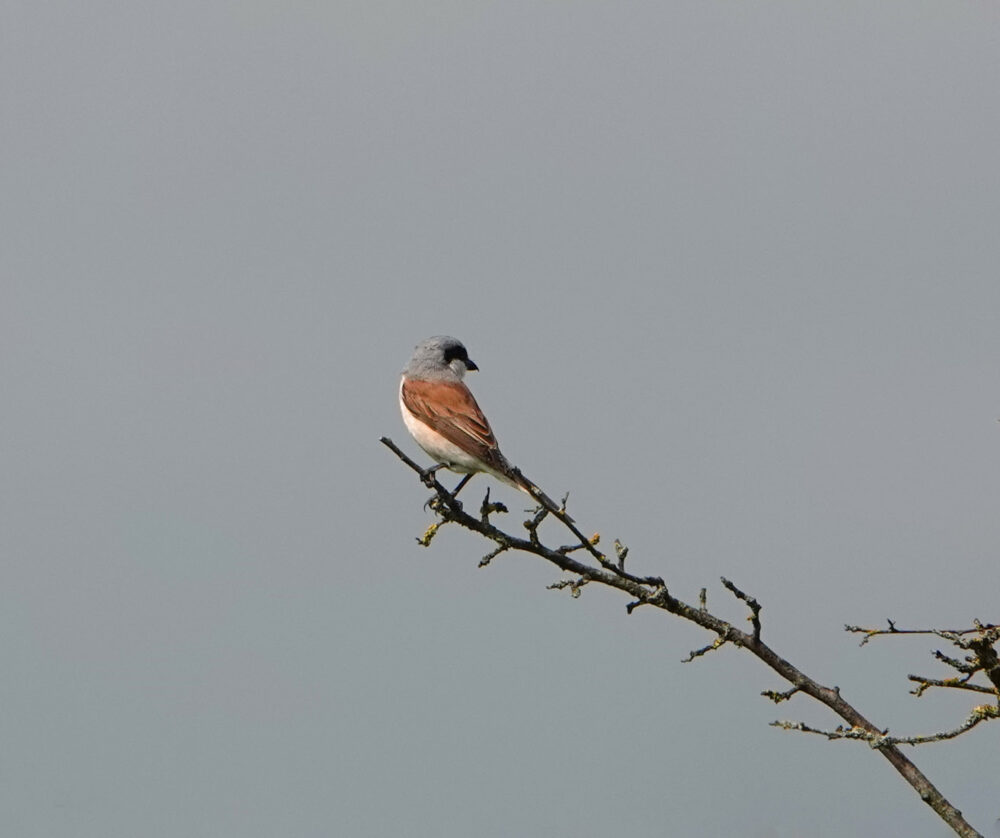 Grauwe klauwier (Gasterse Duinen)