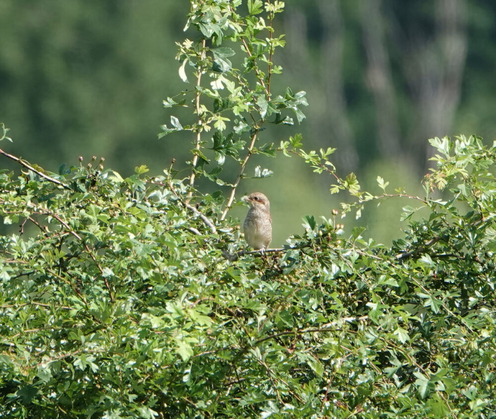 Grauwe klauwier (juveniel)