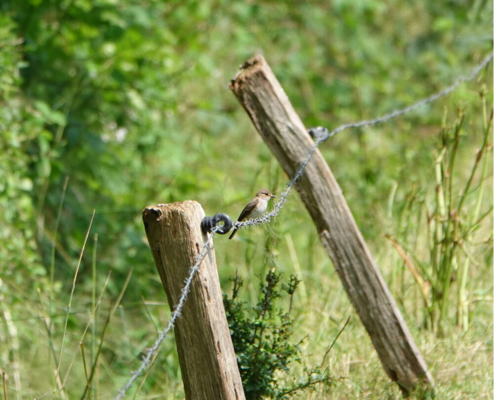Grauwe vliegenvanger (Onlanden)