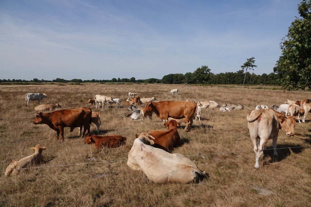 Grazende koeien op Dwingelderveld