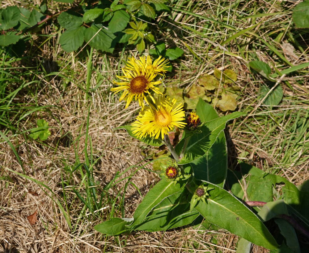 Griekse alant