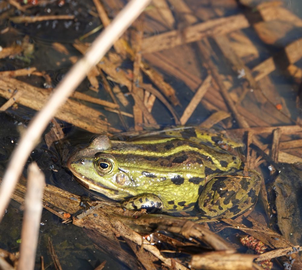Groen kikker (soort onbekend)