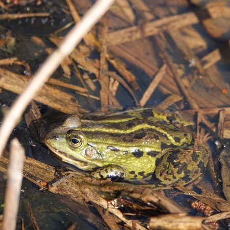 Groene kikker