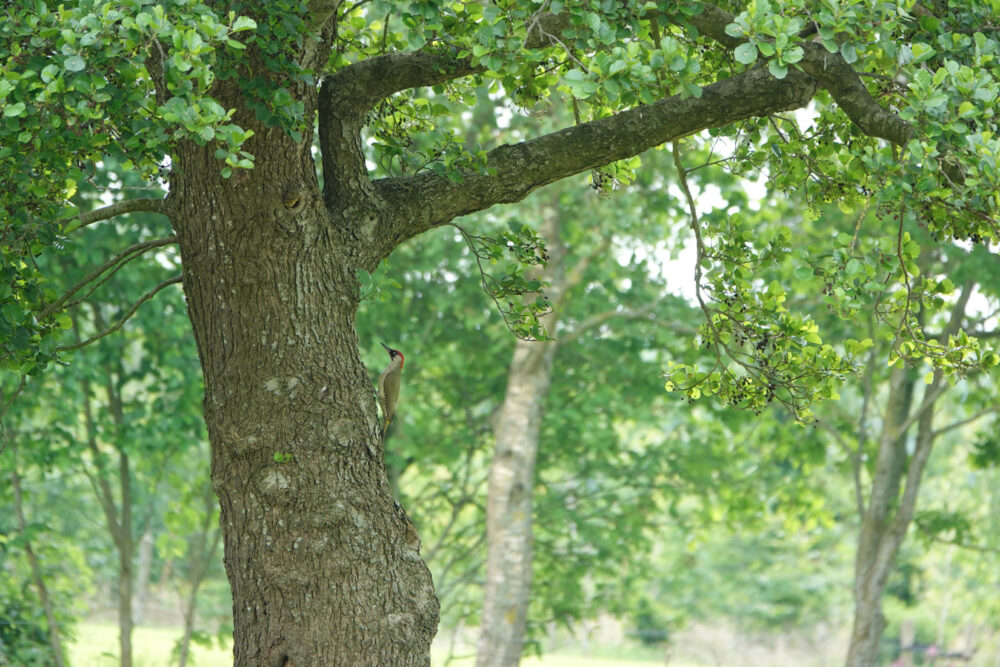 Groene Specht