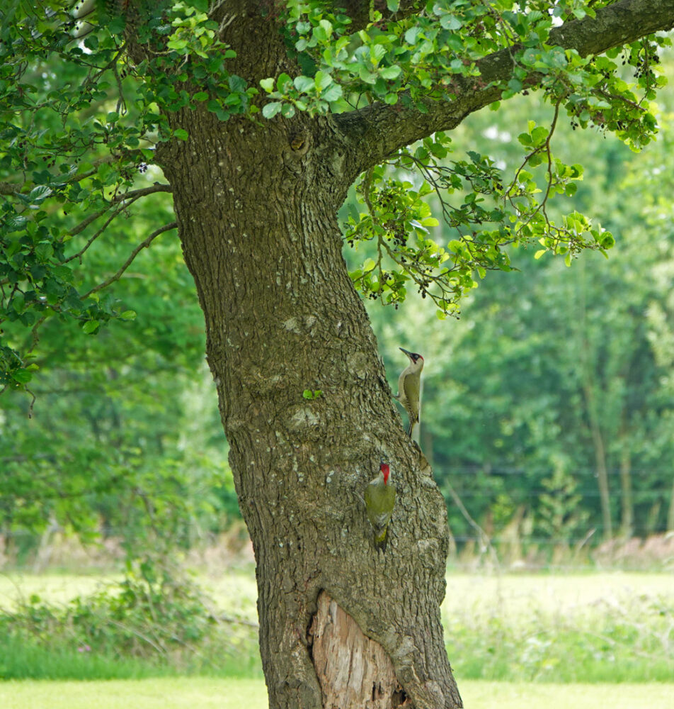 Groene Specht