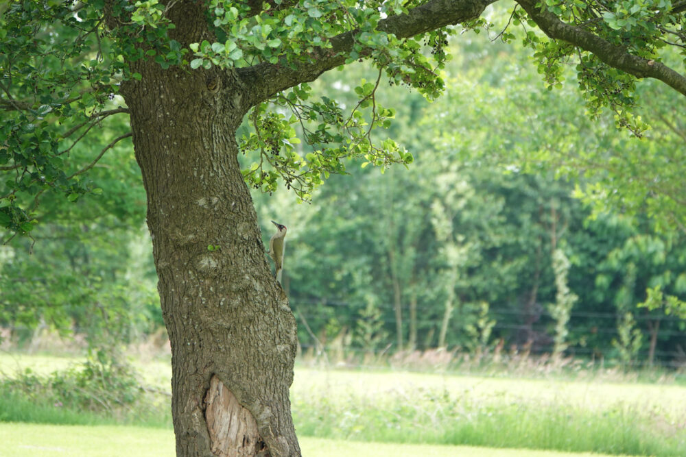 Groene Specht