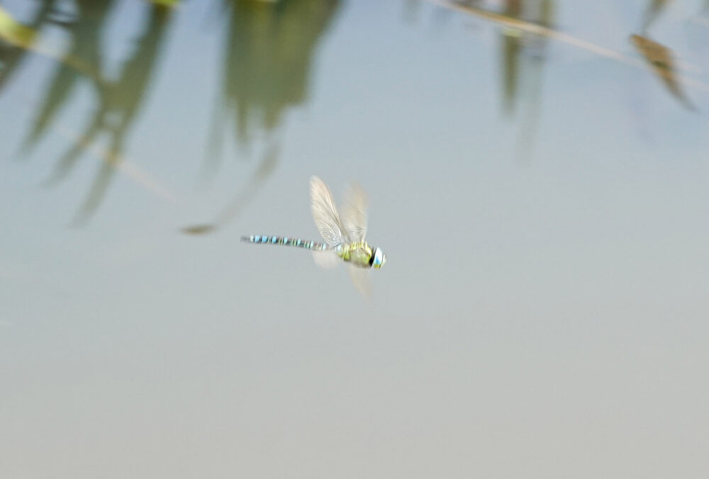 Groene glazenmaker (man)
