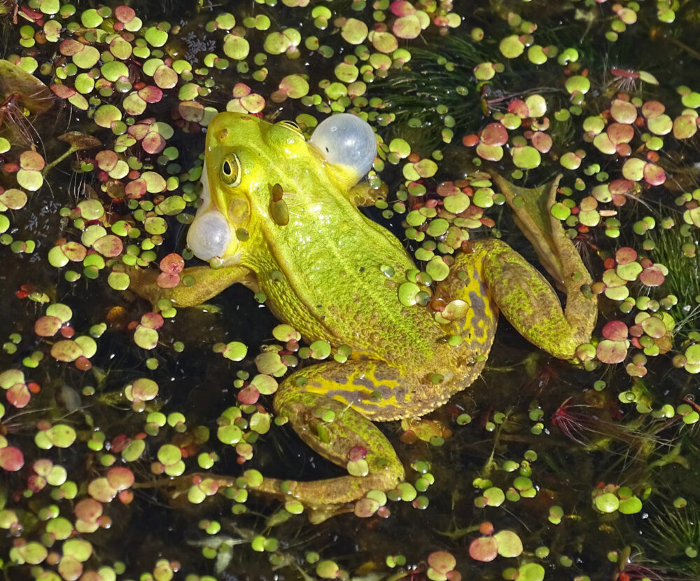 Groene kikker (soort onbekend)