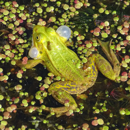 Groene kikker