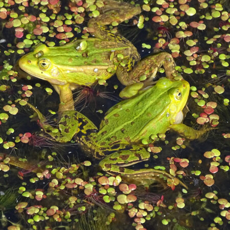 Groene kikkers