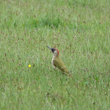 Groene specht