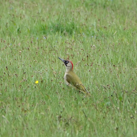 Groene specht