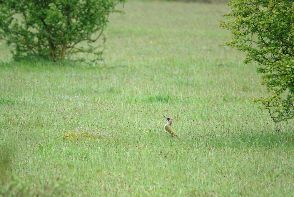 Groene specht in grasland langs Gasterse Duinen